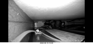 my cat Miss Pris behind my refrigerator