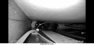 my cat Miss Pris behind my refrigerator