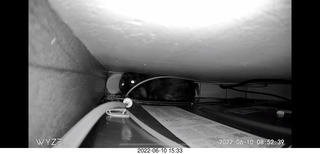 my cat Miss Pris behind my refrigerator