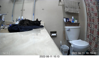 my cat Miss Pris in her safe space