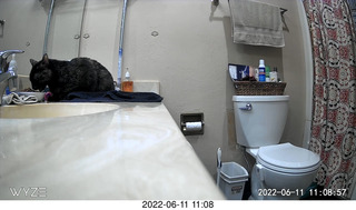 my cat Miss Pris behind my refrigerator