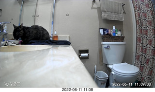 my cat Miss Pris in her safe space