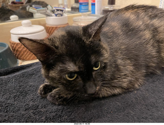 my cat Miss Pris in her safe space