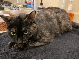 my cat Miss Pris behind my refrigerator