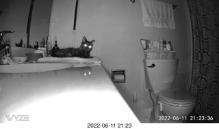 my cat Miss Pris behind my refrigerator