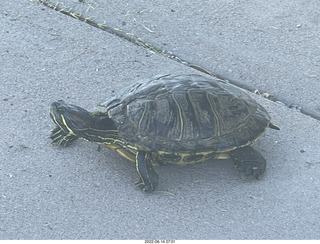 older picture of Miss Pris under the sofa
