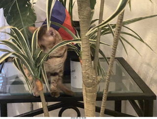 cat Pickle