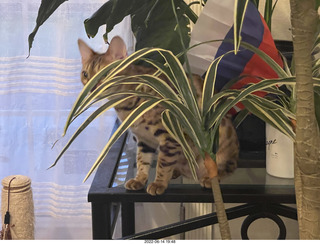 cat Pickle
