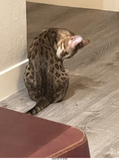 cat Pickle