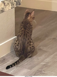 cat Pickle