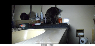 my cat Miss Pris in her safe space