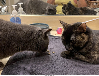 my cats Devin and Jane