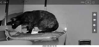 my cat Miss Pris in the dark