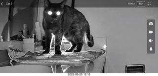 my cats Jane and Miss Pris - snack trick to get them together