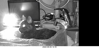 my cat Miss Pris in the dark