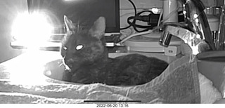 my cat Miss Pris in the dark