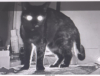 my cat Miss Pris in the dark