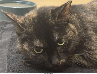 my cat Miss Pris in the dark