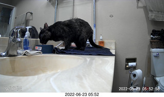 my cat Miss Pris in the dark