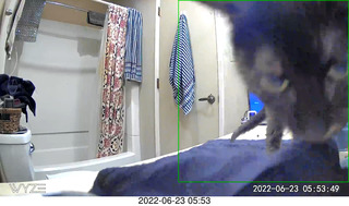 my cat Miss Pris in the dark