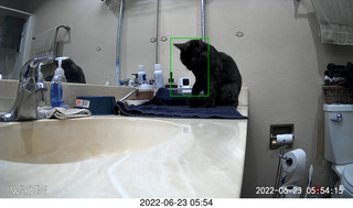 my cat Miss Pris in the dark