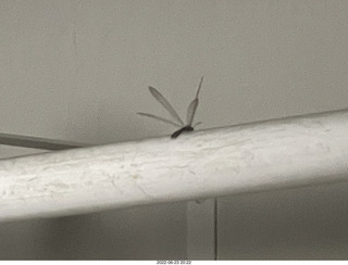 45 a1g. house construction - dragonfly