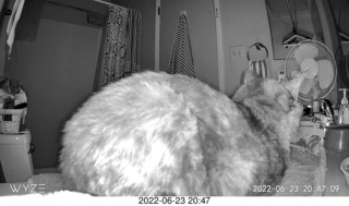 my cat Miss Pris at night