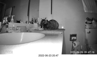 my cat Miss Pris at night