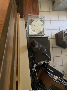 my cat Jane in my clothing rack