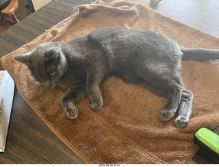 my cats Jane and Miss Pris - snack trick to get them together