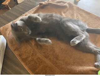 my cats Jane and Miss Pris - snack trick to get them together