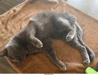 my cat Jane on the table