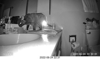 my cat Miss Pris at night