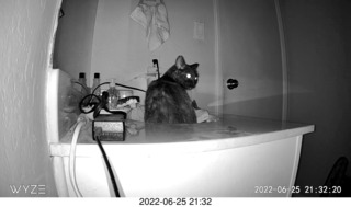 my cat Miss Priss at night