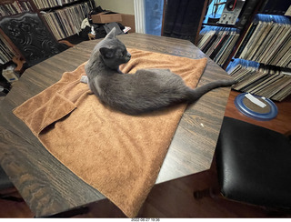 my cat Jane on the table