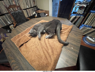 my cats Jane and Miss Pris - snack trick to get them together