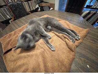 my cat Jane on the table