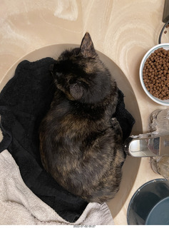 my cat Miss Pris at night