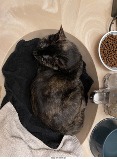 my cat Miss Pris at night