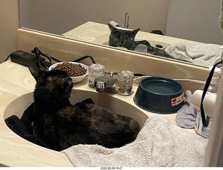 my cat Miss Pris at night