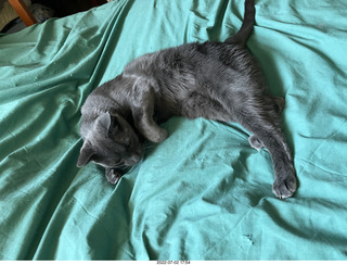 house construction - my cat Devin