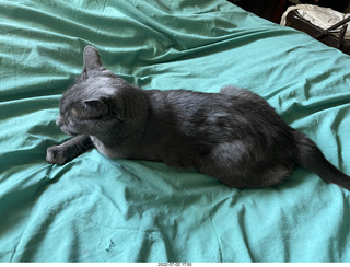 my cat Devin enjoying the bed in a new place