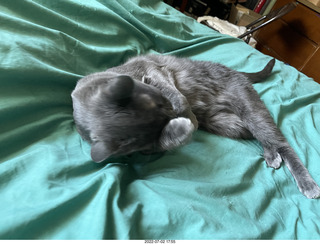 my cat Devin enjoying the bed in a new place