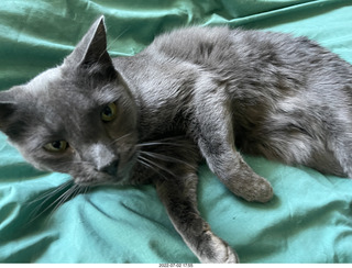 house construction + my cat Devin