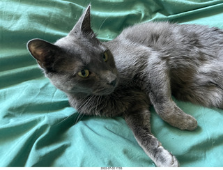 house construction - my cat Devin