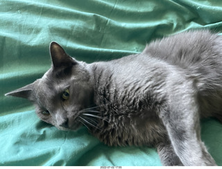 my cat Devin enjoying the bed in a new place