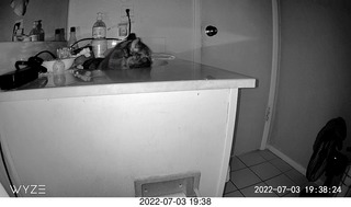 my cat Miss Priss at night