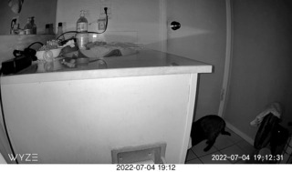 my cat Miss Priss at night