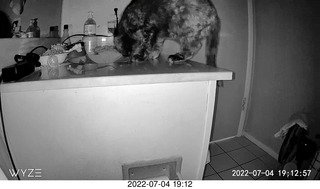 my cat Miss Pris at night