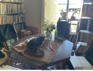 my cat Jane and floral arrangement